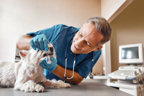 Best Emergency Dental Care for Trauma or Injury in Harwich Port, MA